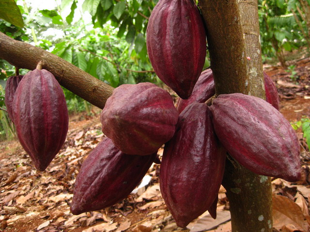giống cacao được trồng ở Việt Nam