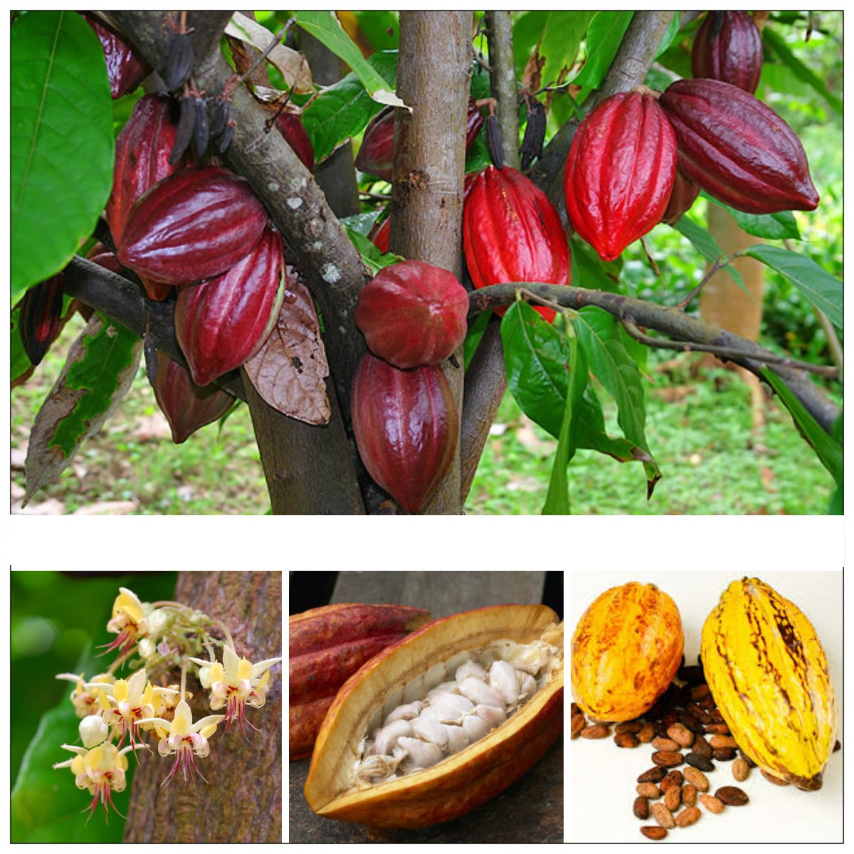 Lợi ích từ hạt cacao