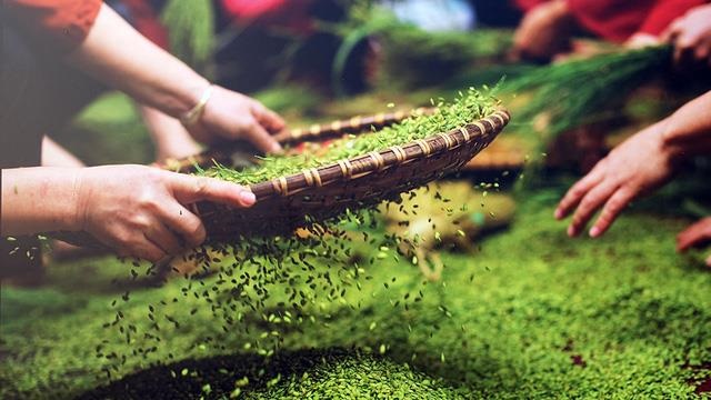 mua cốm non lá me mua cốm non lá me