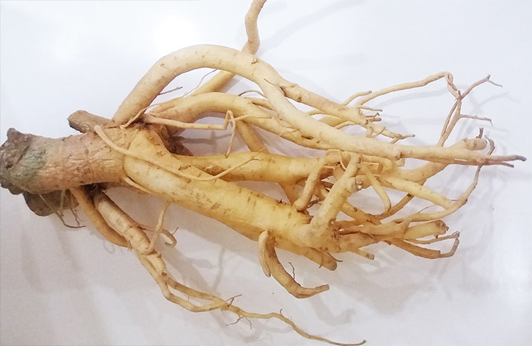 Rượu đinh lăng chuẩn vị