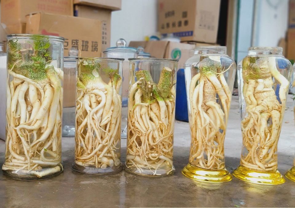 rượu đinh lăng sạch giá bao nhiêu