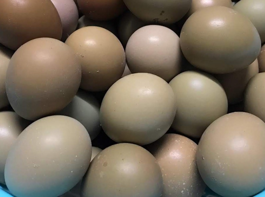 trứng chim cút