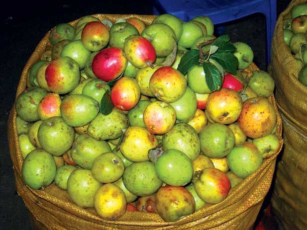 Rượu táo mèo sạch