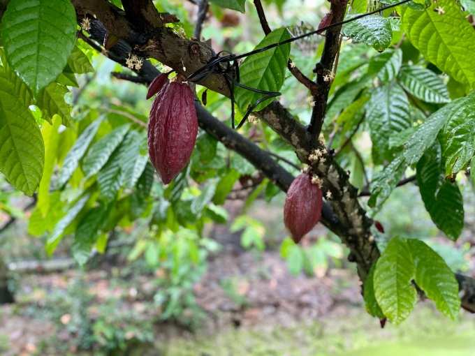 vùng miền trồng cacao tại Việt Nam