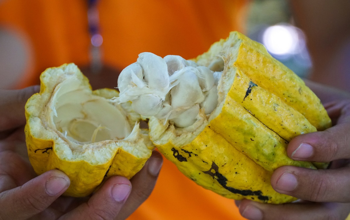 Ruột cacao có màu trắng