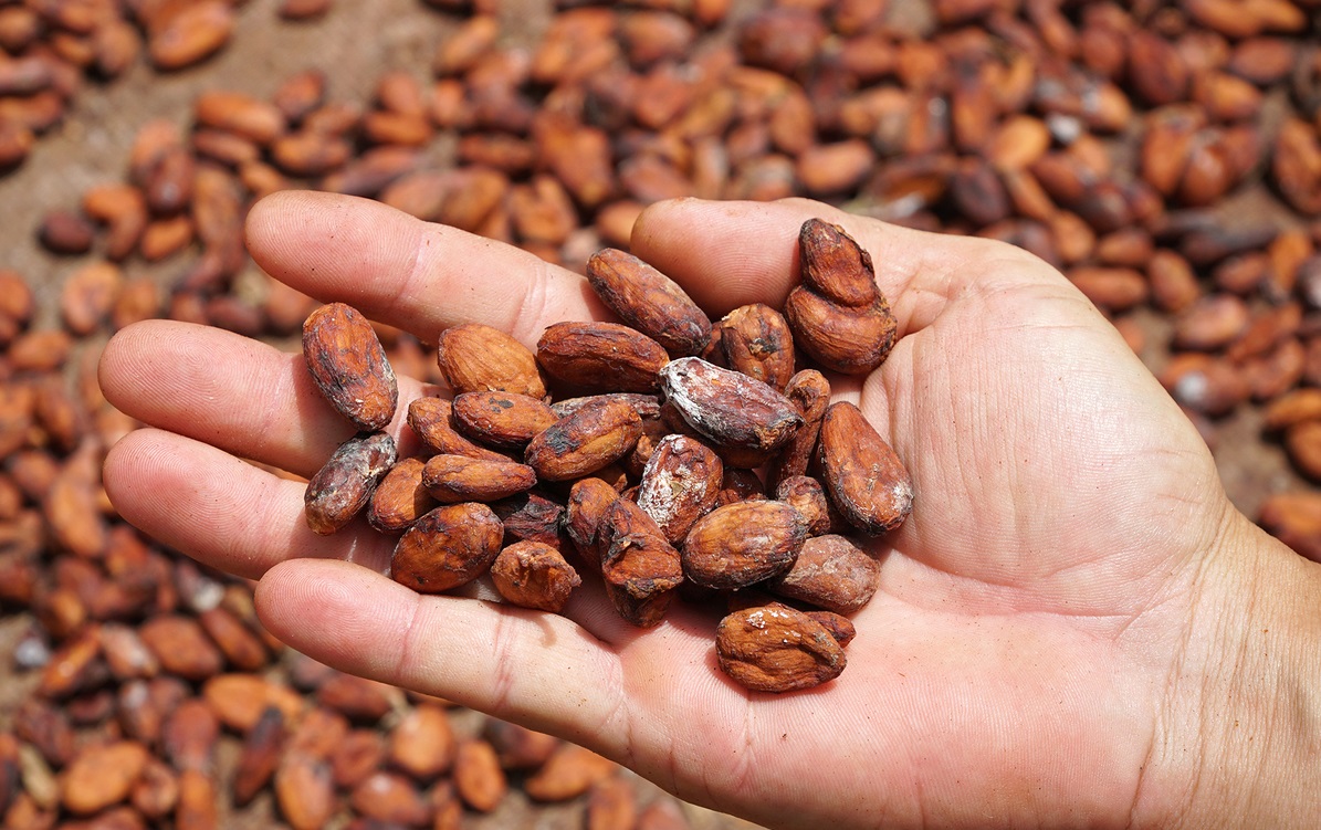 hạt cacao