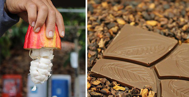 Các công đoạn từ hạt cacao thành chocolate