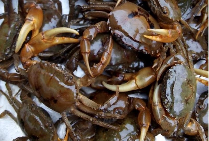 cua đồng cua đồng