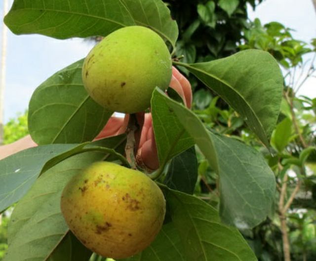 Quả chay là quả gì