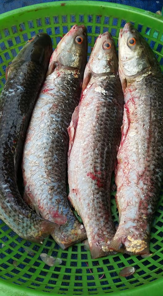 Giới thiệu cá dói sông