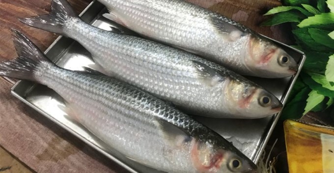 Cửa hàng bán cá dói sông tại Hà Nội