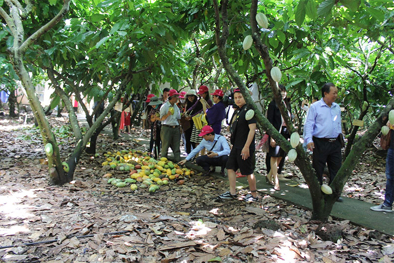 Các vùng trồng nhiều cacao ở Đồng Nai
