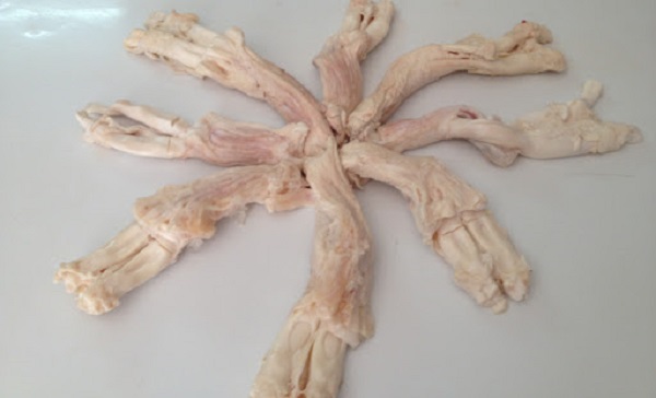 Gân Y bò là phần nào?