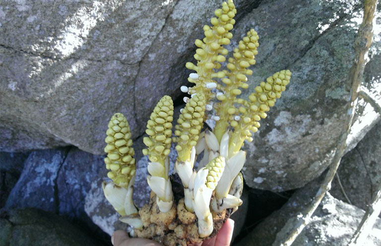 Dinh dưỡng trong nhục thung dung