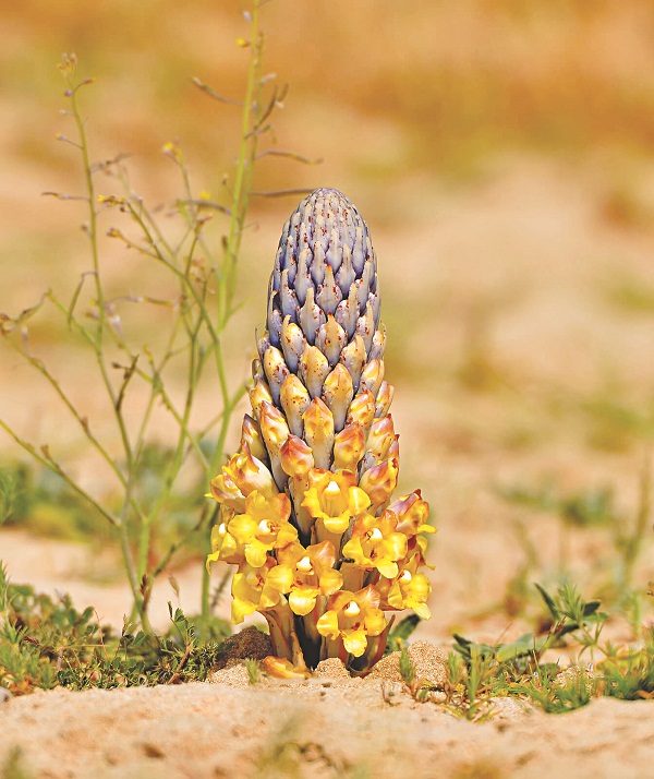 Nhục thung dung - Bài thuốc bổ thận tráng dương hiệu quả