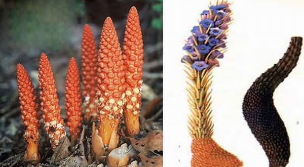 Tác dụng của nhục thung dung