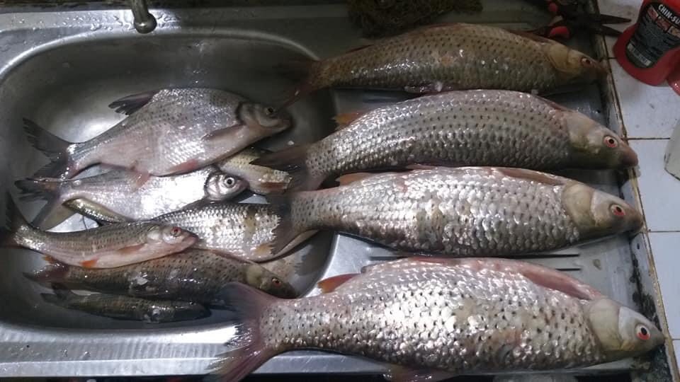 Cá rói sông Đà tươi sống - 120k/kg