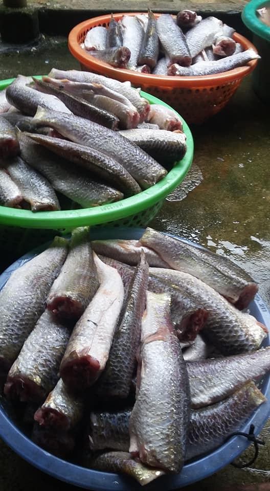 Cá rói sông Đà tươi sống thơm ngon, ngọt thịt