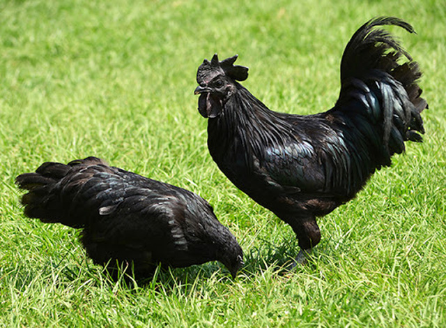 Giới thiệu về gà đen Hmong 