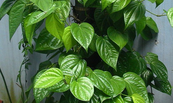 Điều trị nước ăn chân