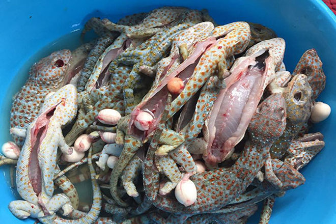 Tắc kè là con gì?