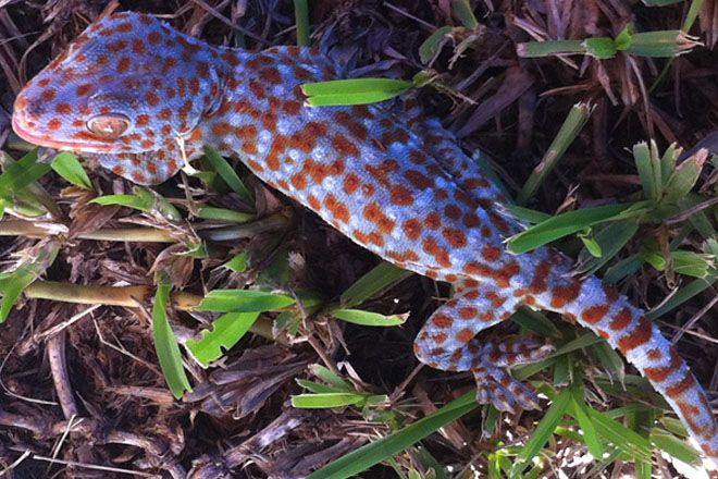 Dinh dưỡng trong thịt tắc kè