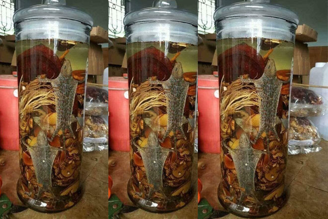 Hướng dẫn cách ngâm rượu tắc kè tươi