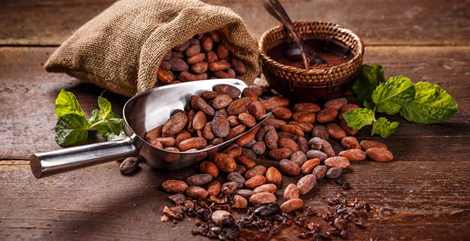 Cacao - Dinh dưỡng tuyệt vời cho người tập thể hình giảm cân