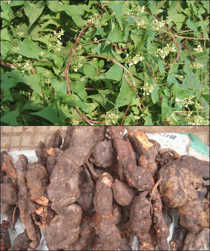 Giới thiệu về hà thủ ô