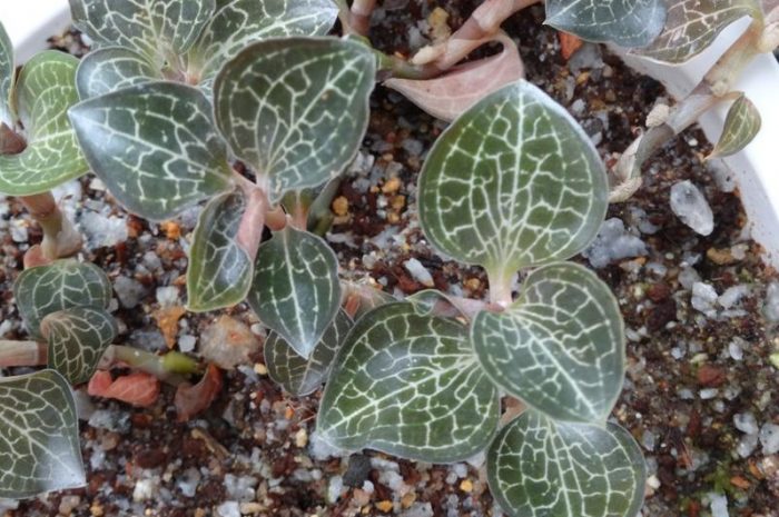 Cây lan kim cương có tác dụng rất tốt đối với bệnh tiểu đường