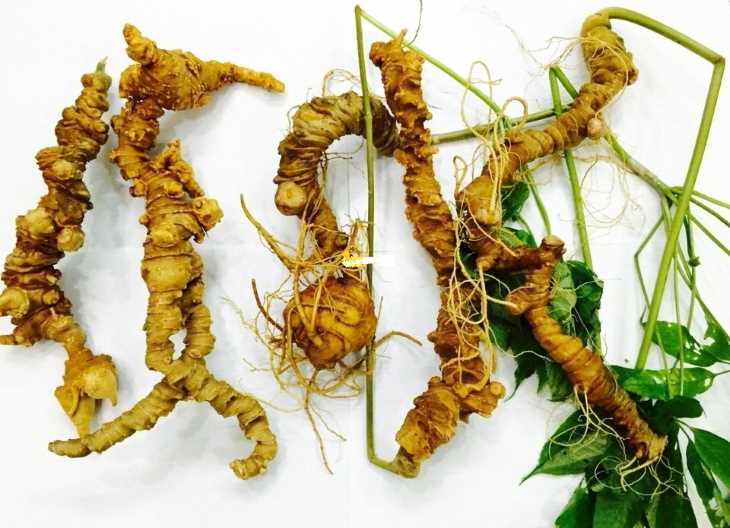 Rượu sâm Ngọc Linh 