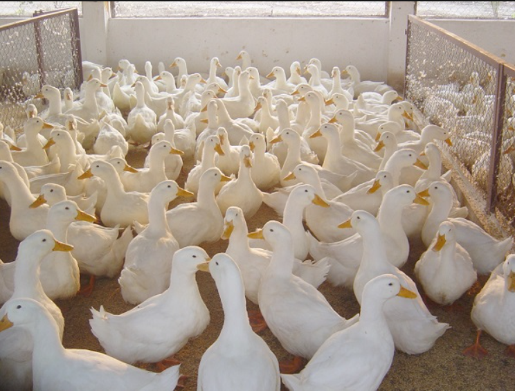 Đặc điểm của vịt bầu cánh trắng