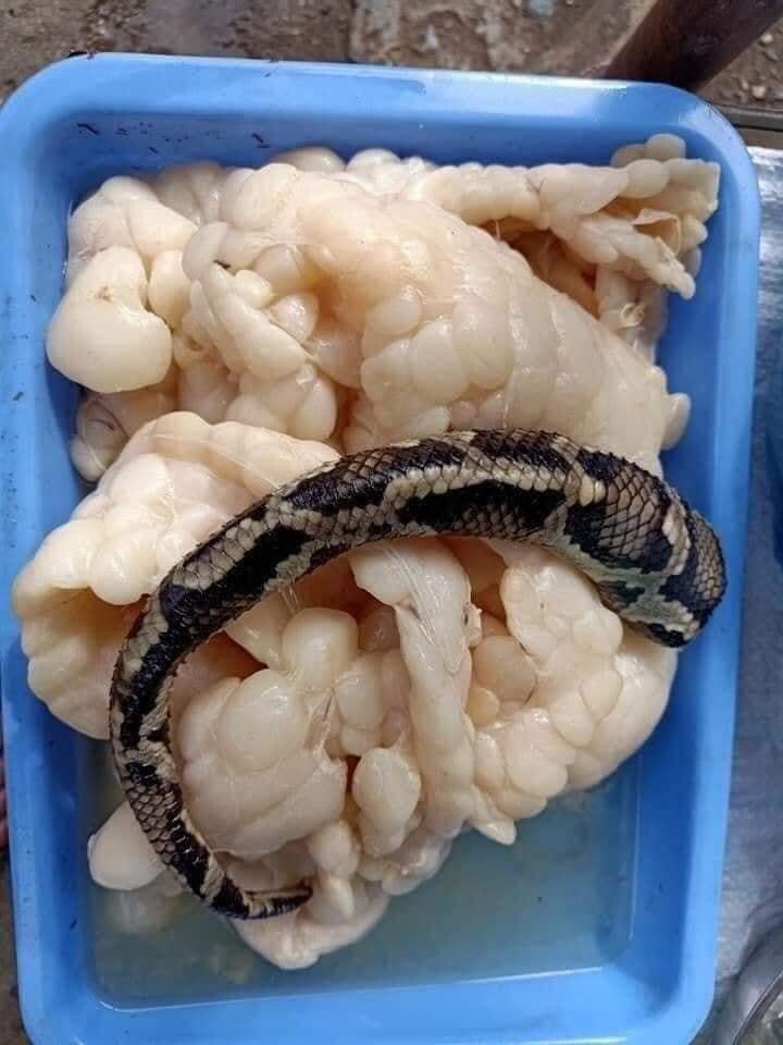 Mỡ trăn dùng để làm gì?