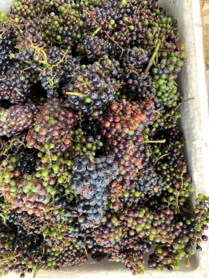 Giới thiệu về quả nho rừng