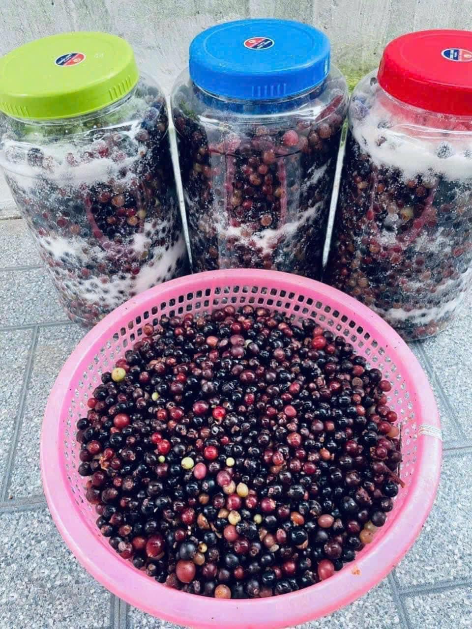 Địa chỉ mua nho rừng chất lượng tại Hà Nội