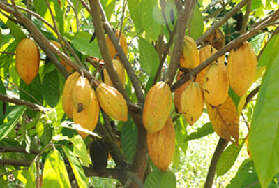 quả cacao