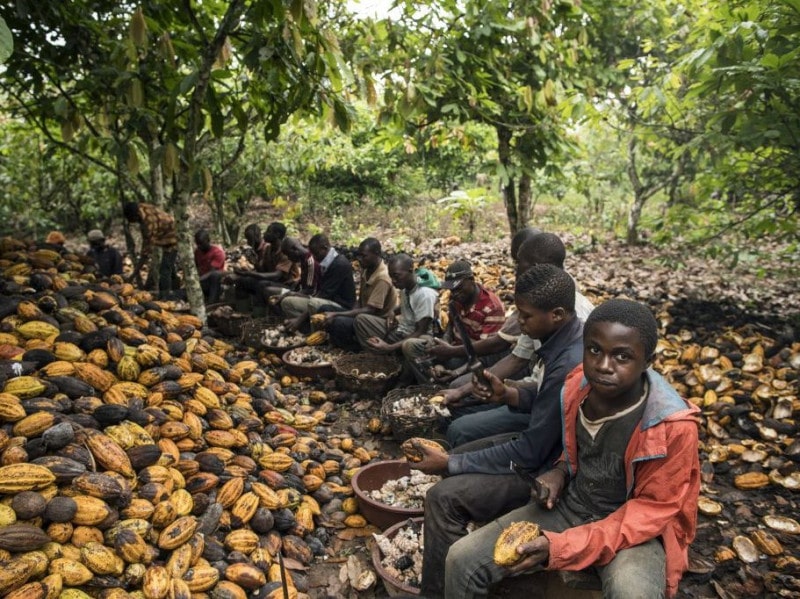 70% sản lượng bơ cacao được sản xuất tại Châu Phi