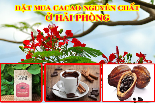 Phân phối bột cacao nguyên chất tại Hải Phòng