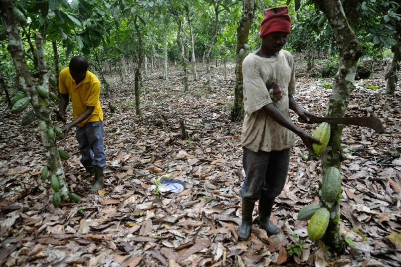 công đoạn thu hoạch cacao