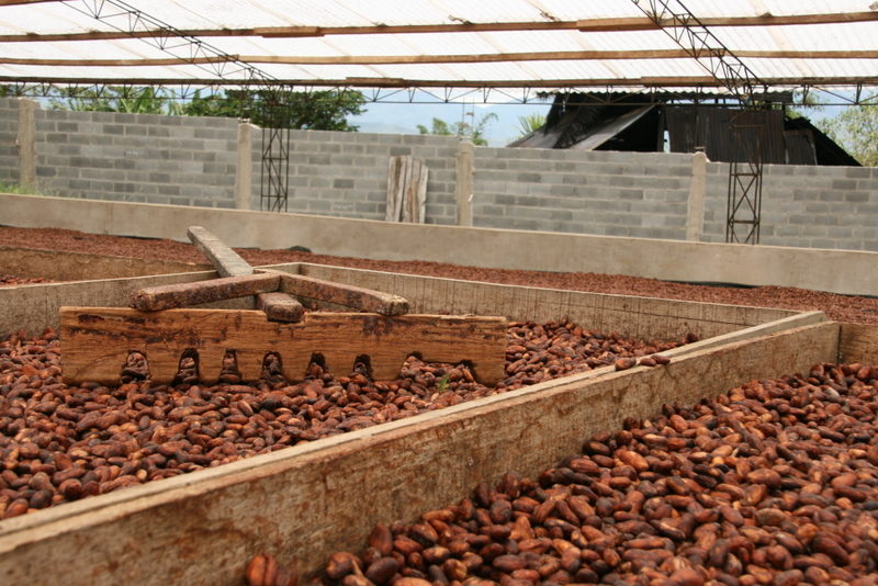 Lý do khiến bột Cacao nguyên chất của Cacao Hà Nội luôn cháy hàng