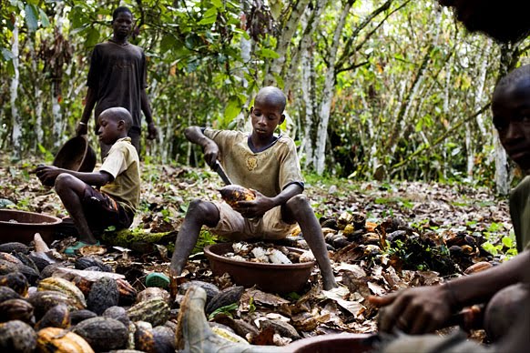 Cacao Châu Phi Có Gì Đặc Biệt 