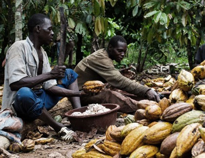Sử dụng hạt cacao từ Châu Phi