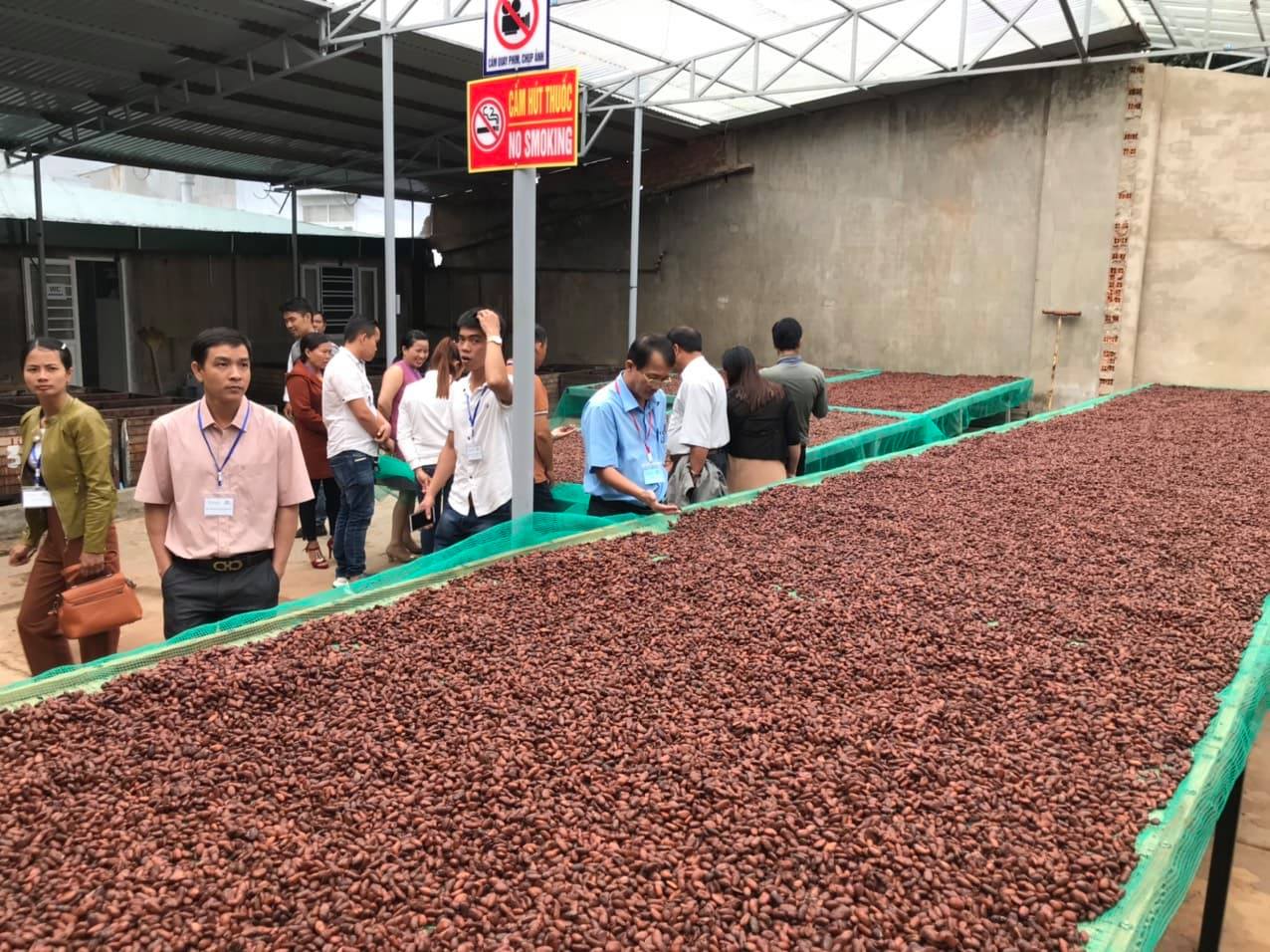 Trạm lên men hạt ca cao tại Đắk Lắk đã chính thức hoàn tất