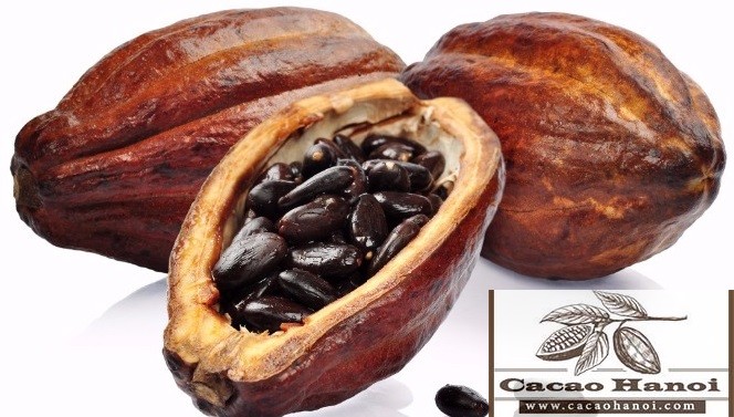 Cacao Nguyên chất