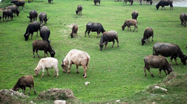 Khô bò Lào - đặc sản cay thơm quyến luyến ở xứ sở Triệu Voi