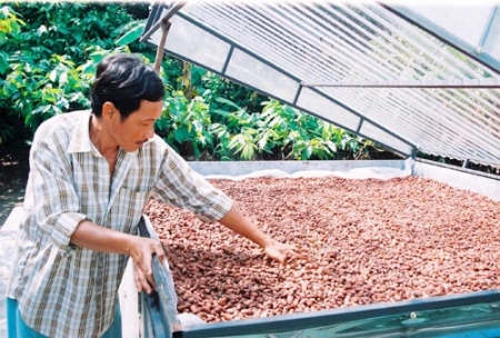 Làm khô hạt hạt cacao