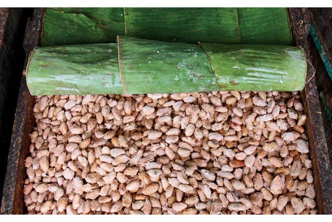 ủ và lên men hạt cacao