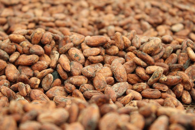 rang hạt  cacao