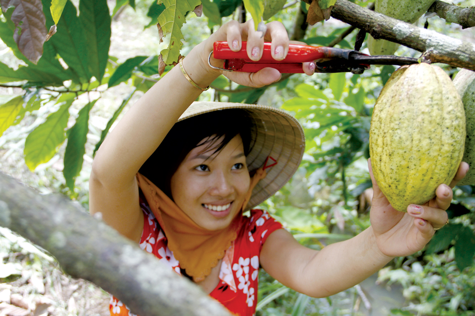 Bạn không được thu hoạch ca cao bằng tay không. Bạn không được thu hoạch ca cao bằng tay không.