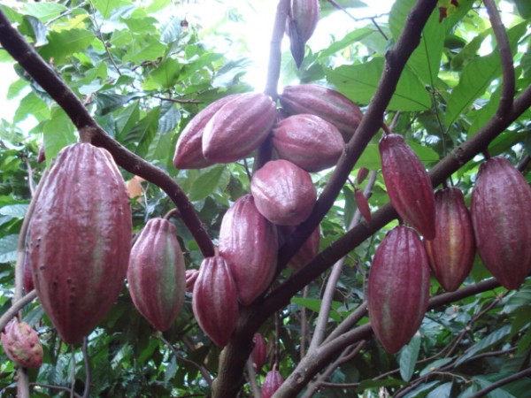 thu hoạch cacao